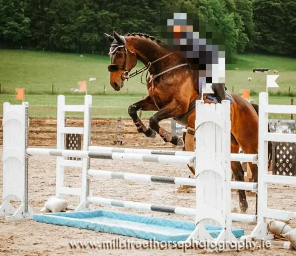 Show jumper / hunter - Image 3