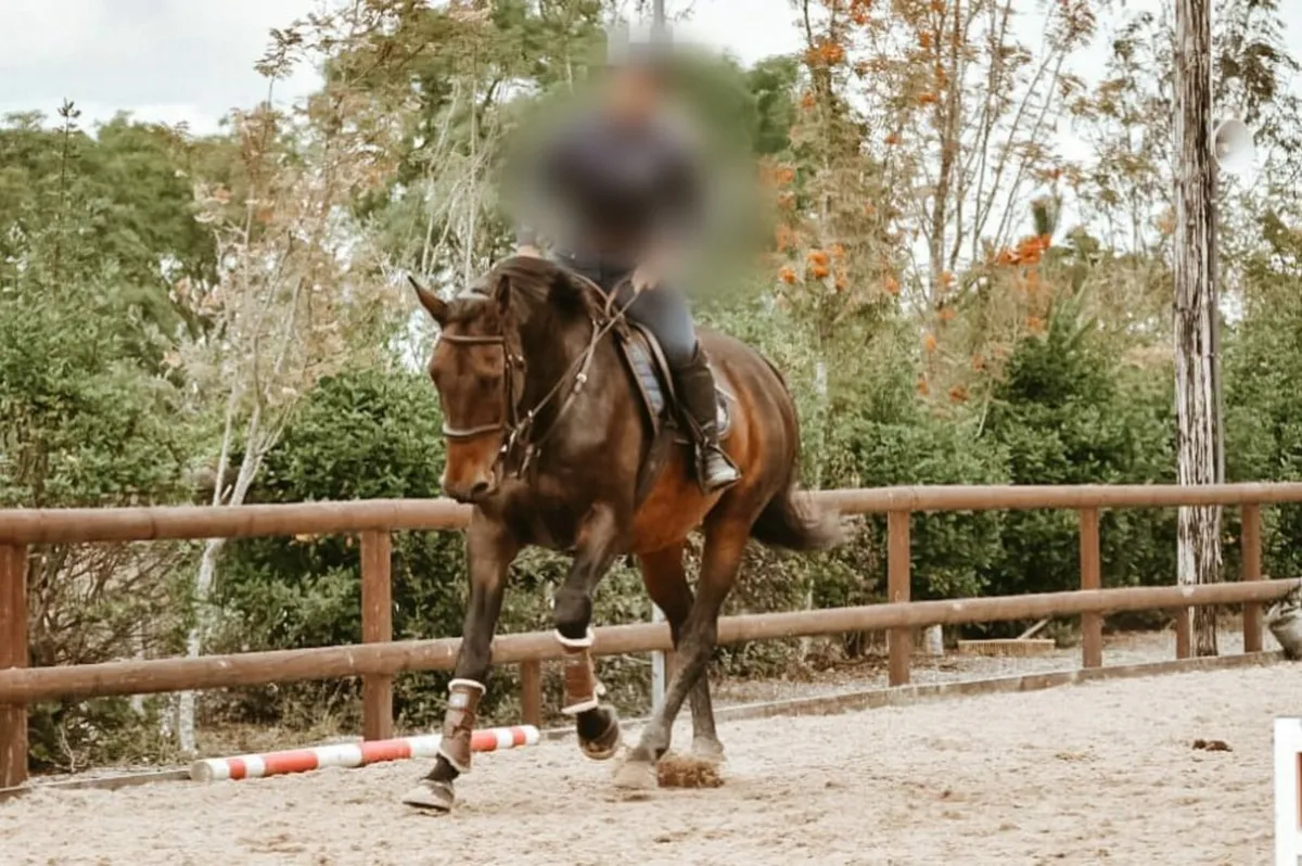 Show jumper / hunter - Image 4