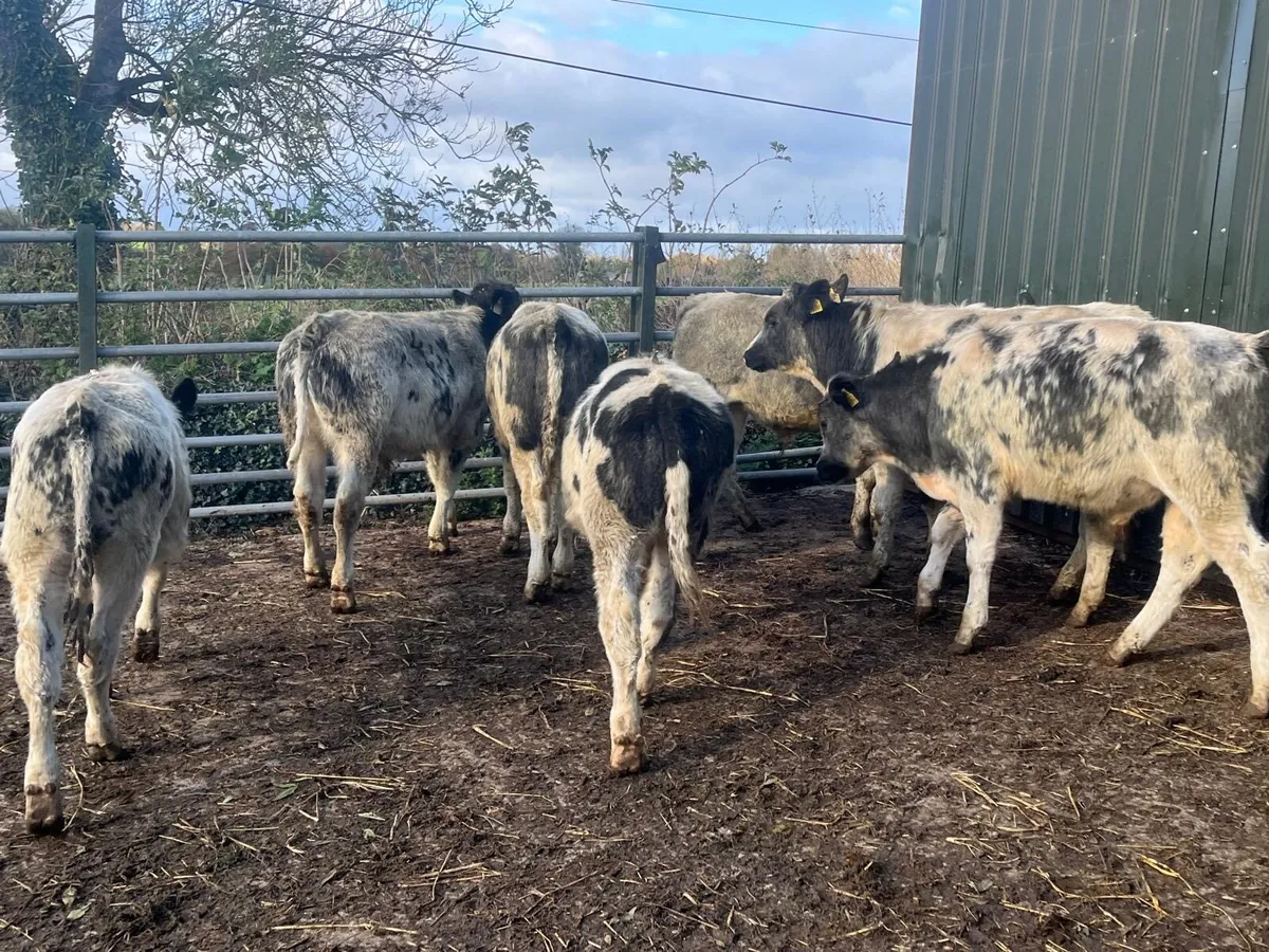 8 super  Belgian blue bull weanlings - Image 1