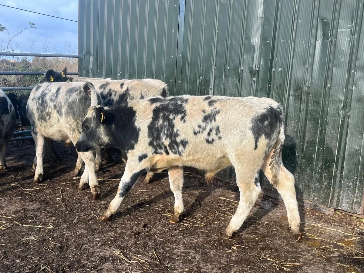 8 super  Belgian blue bull weanlings - Image 2