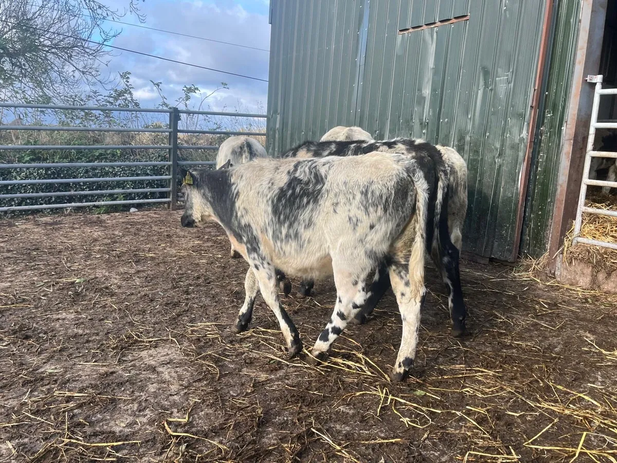 8 super  Belgian blue bull weanlings - Image 3