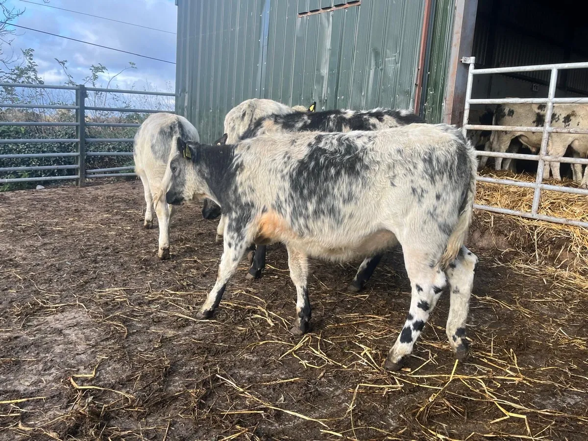 8 super  Belgian blue bull weanlings - Image 4