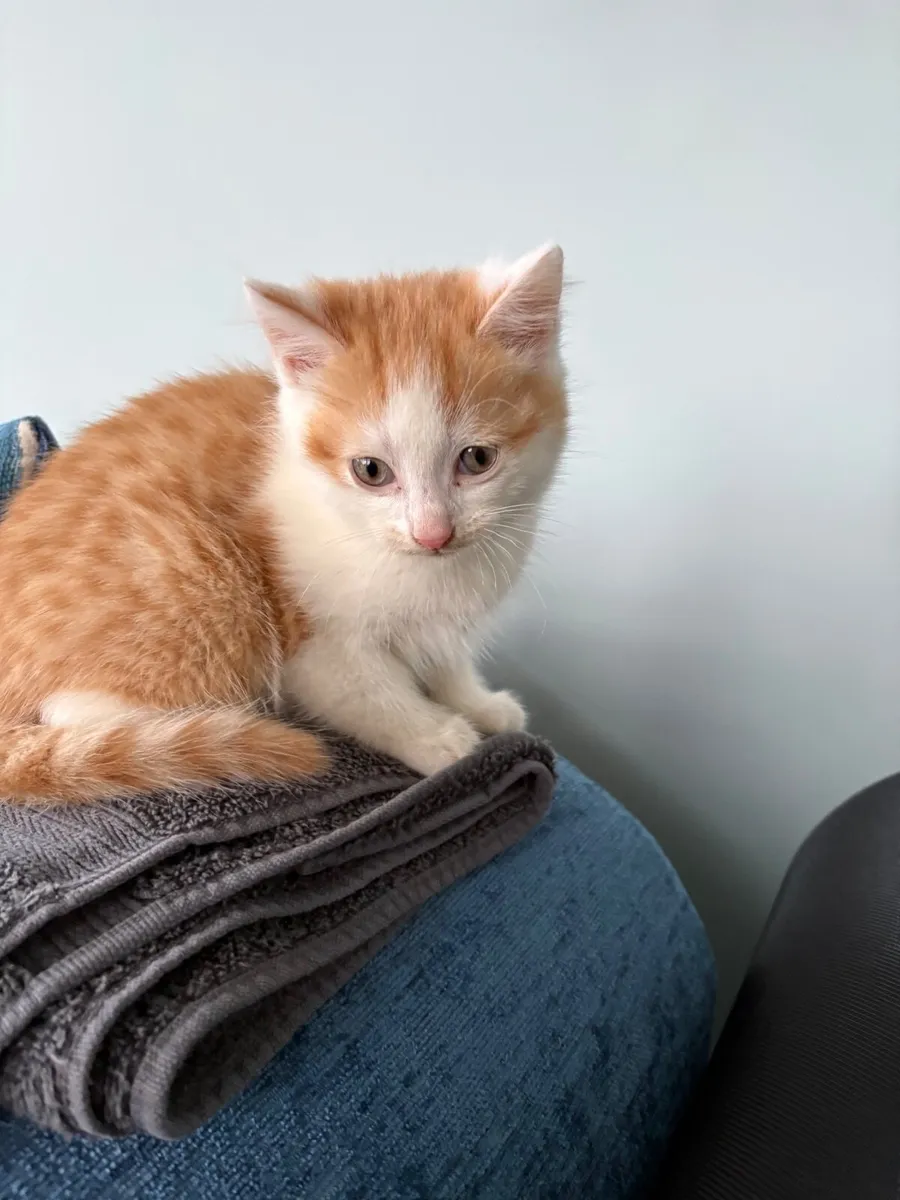 Kitten - Image 1