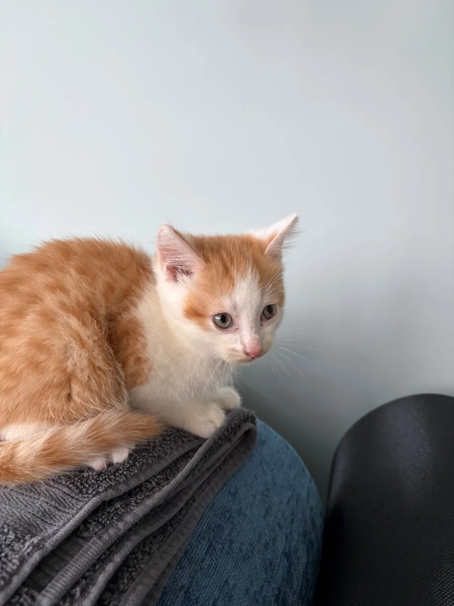 Kitten - Image 2
