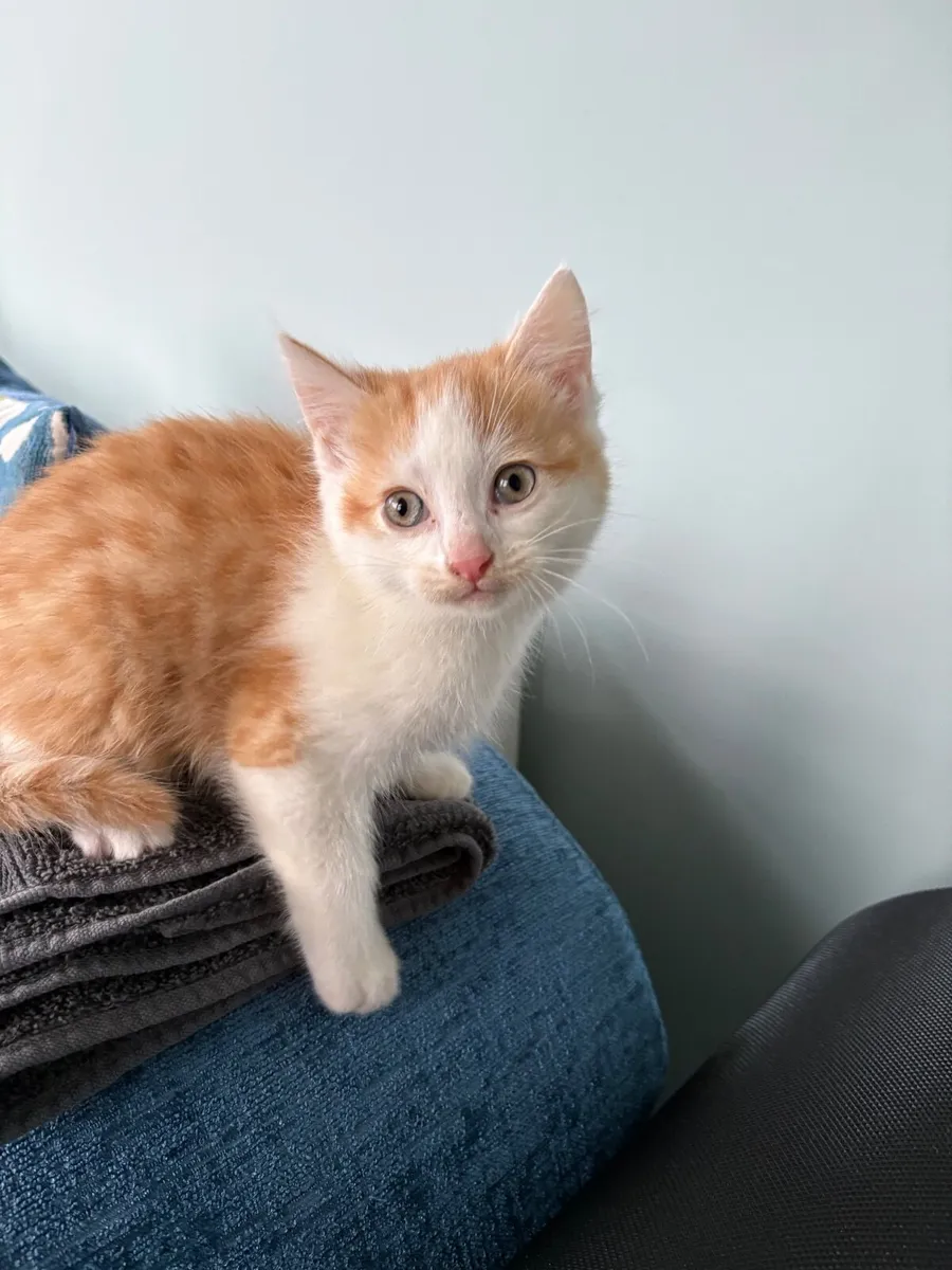 Kitten - Image 3