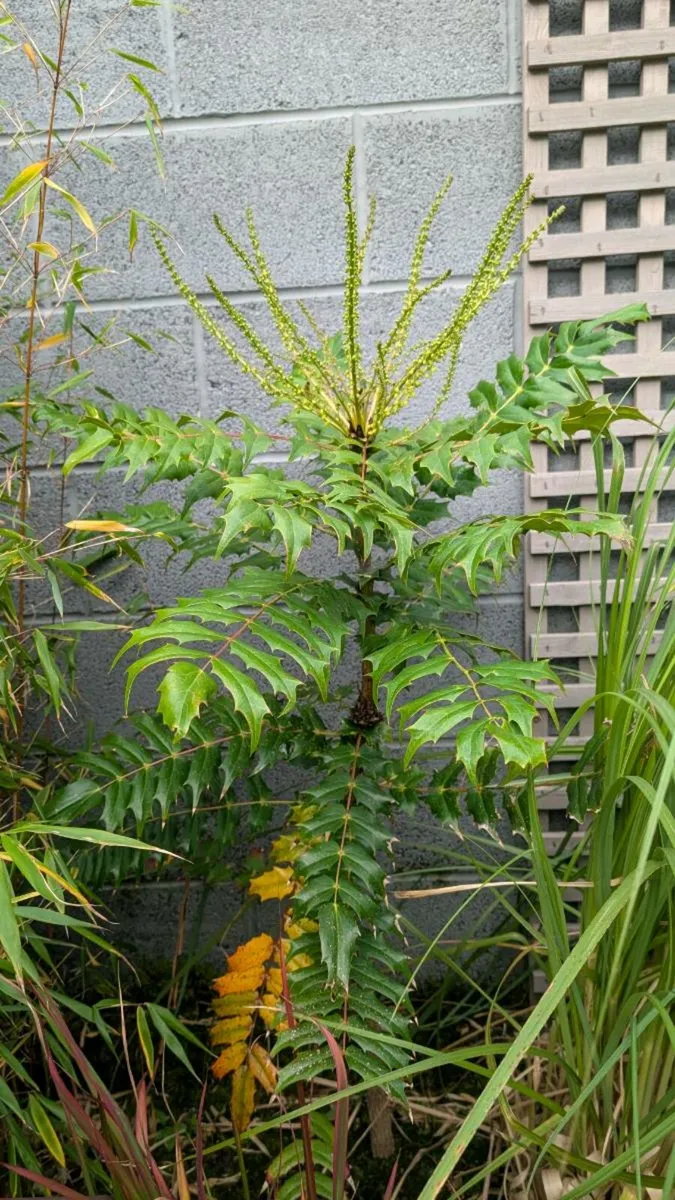 Mahonia - Image 1