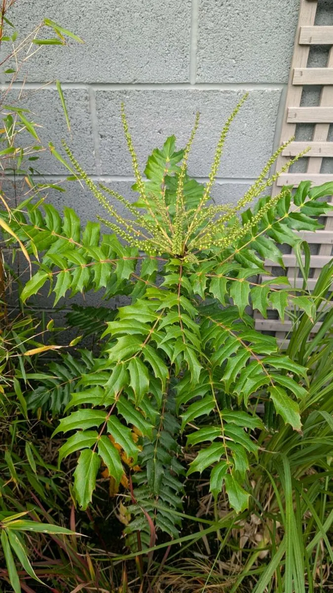 Mahonia - Image 2