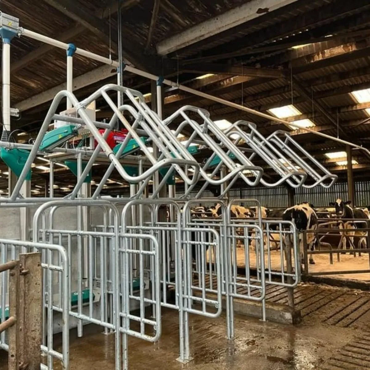 cow feedstation - Image 3