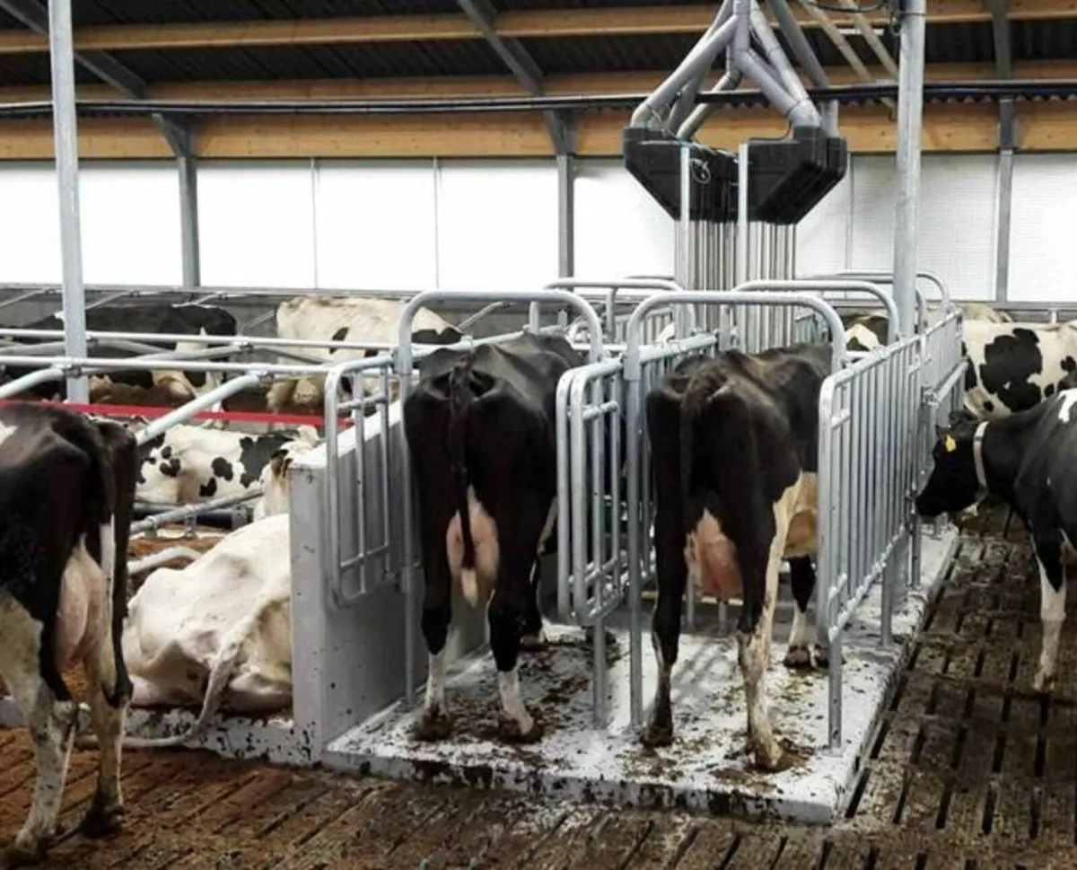 cow feedstation - Image 4