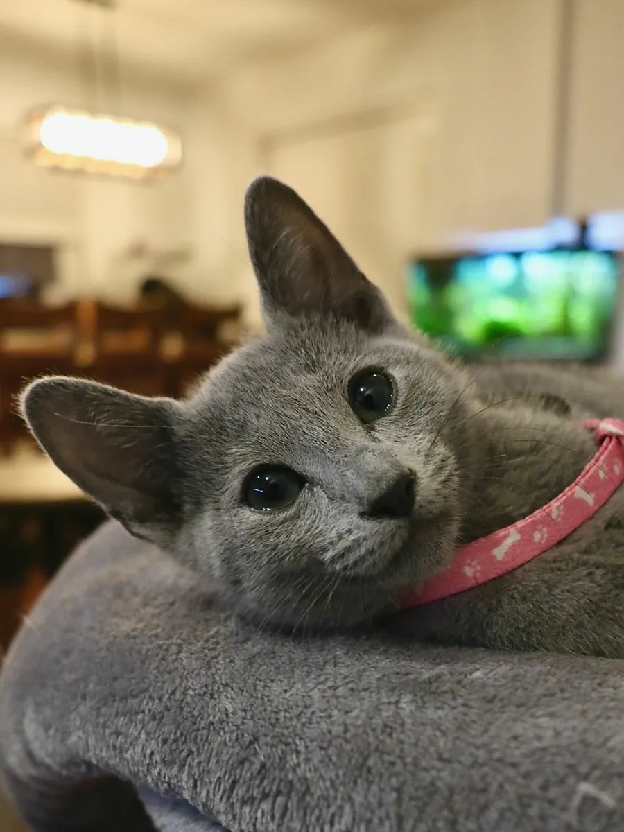 ✨ Russian Blue kittens – 6 Weeks Pet Insurance - Image 1