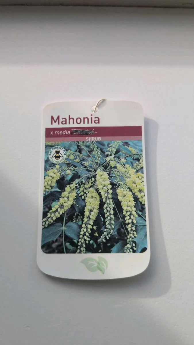 Mahonia - Image 3