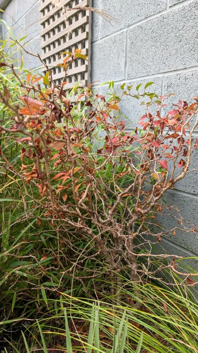 Prunus shrub - Image 1