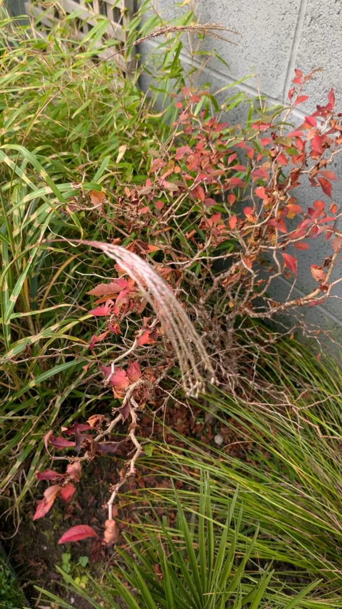 Prunus shrub - Image 2
