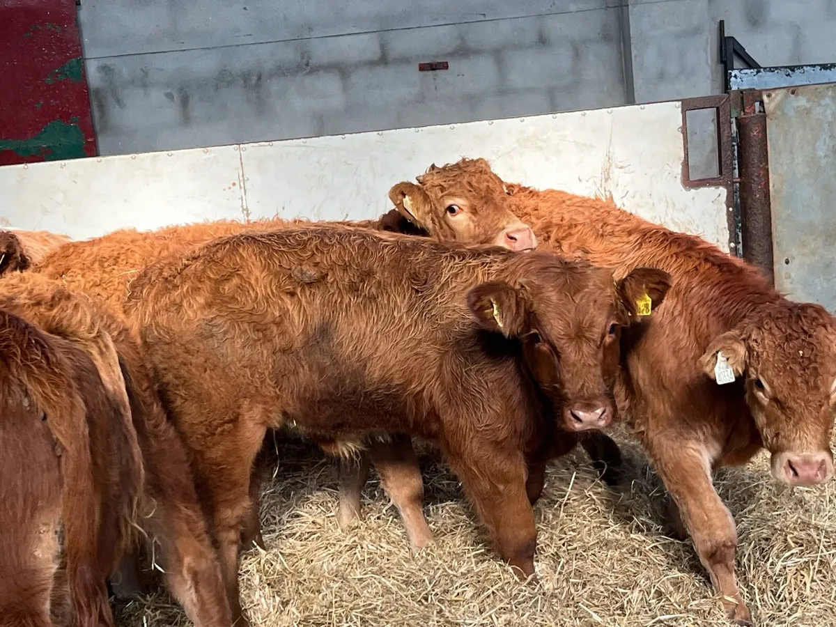 Super 240Kg Red LIM Bull Weanlings - Image 1