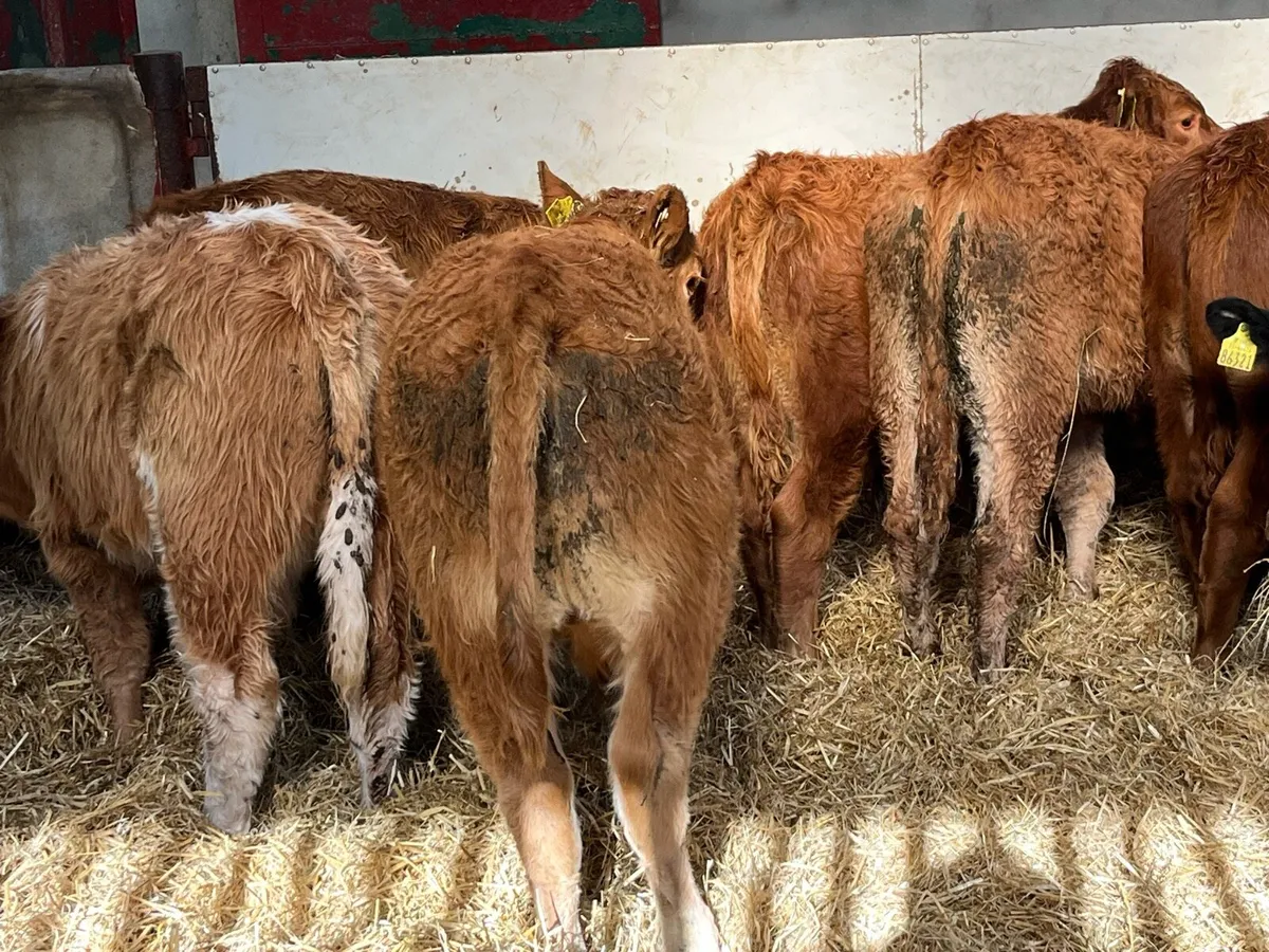 Super 240Kg Red LIM Bull Weanlings - Image 2
