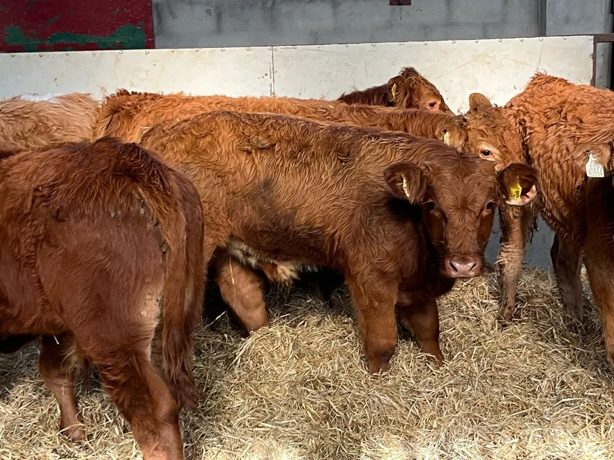 Super 240Kg Red LIM Bull Weanlings - Image 3