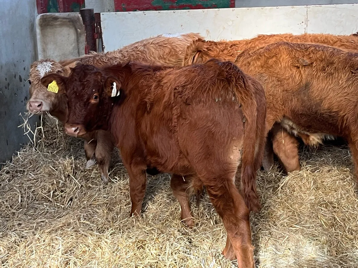 Super 240Kg Red LIM Bull Weanlings - Image 4