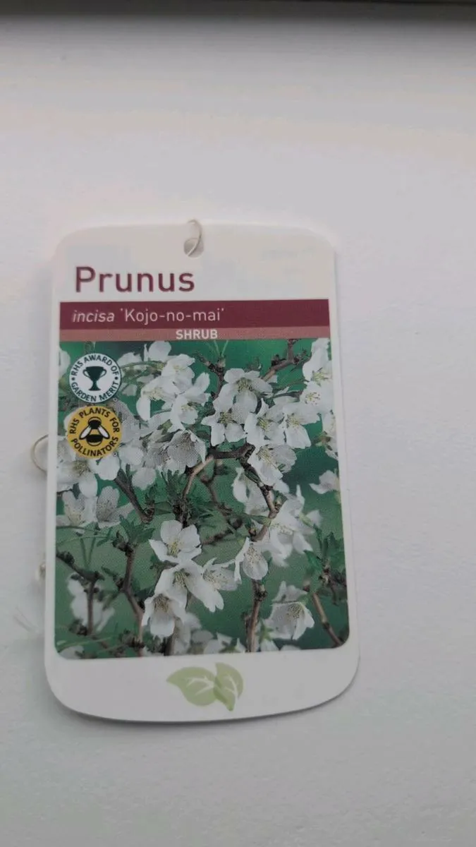 Prunus shrub - Image 3