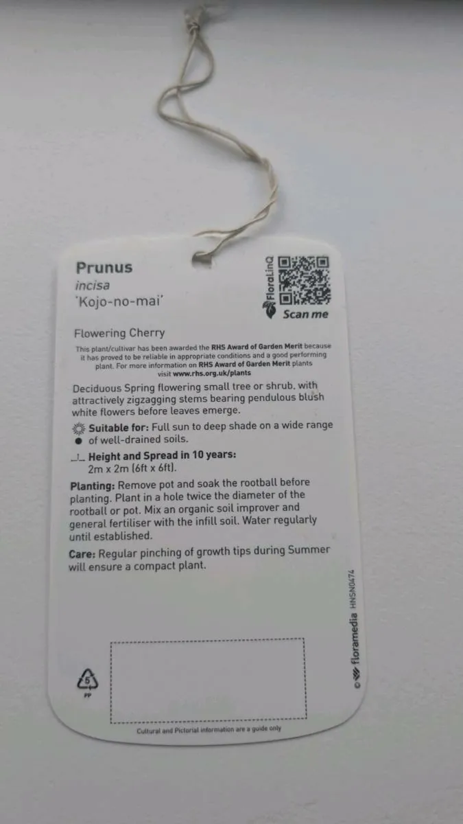 Prunus shrub - Image 4