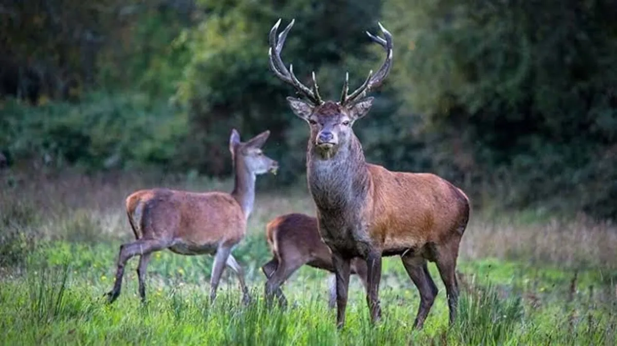 Professional Deer and vermin control Munster