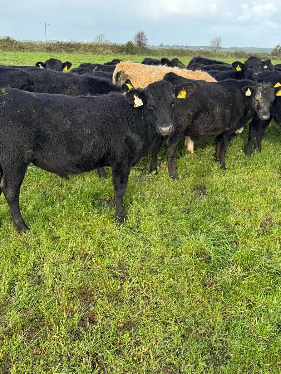 Angus .. Bb ..  Lm .. Bulls and Heifers - Image 3