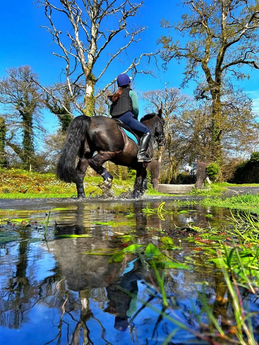 Welsh Cob gelding – perfect happy hacker! - Image 2