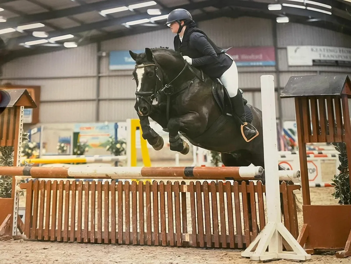 Welsh Cob gelding – perfect happy hacker! - Image 1