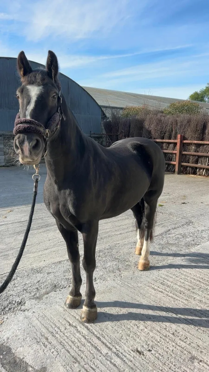 Welsh Cob gelding – perfect happy hacker! - Image 3