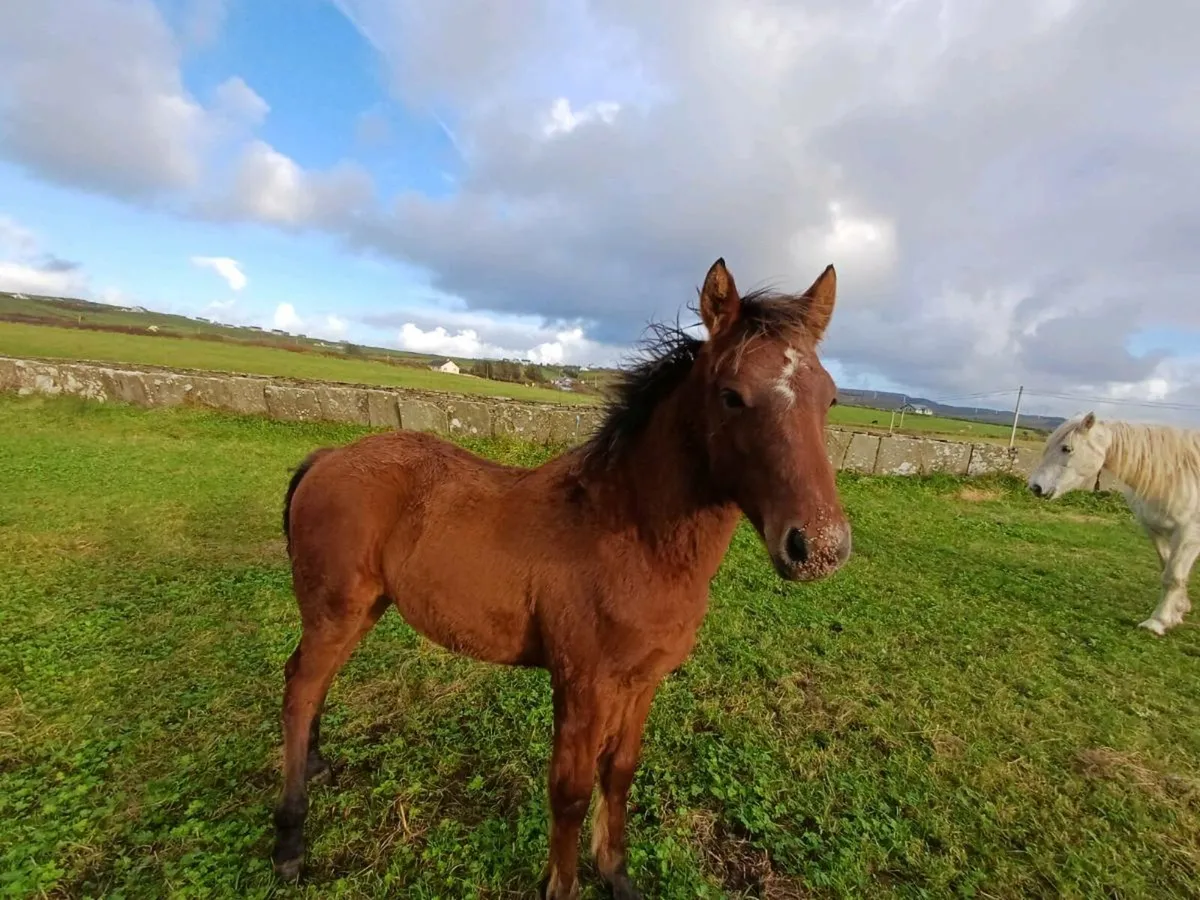 Connemara Colt Foal - Image 2
