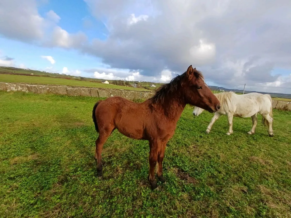 Connemara Colt Foal - Image 3