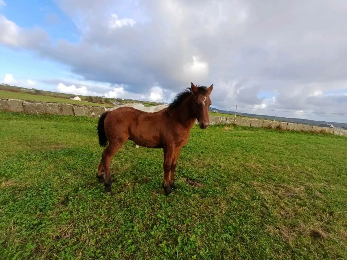 Connemara Colt Foal - Image 4