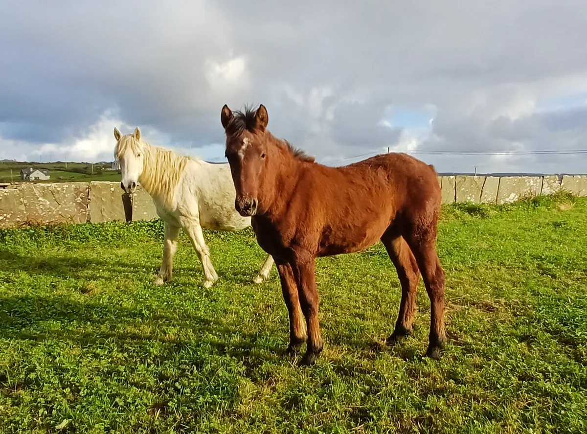 Connemara Colt Foal - Image 1