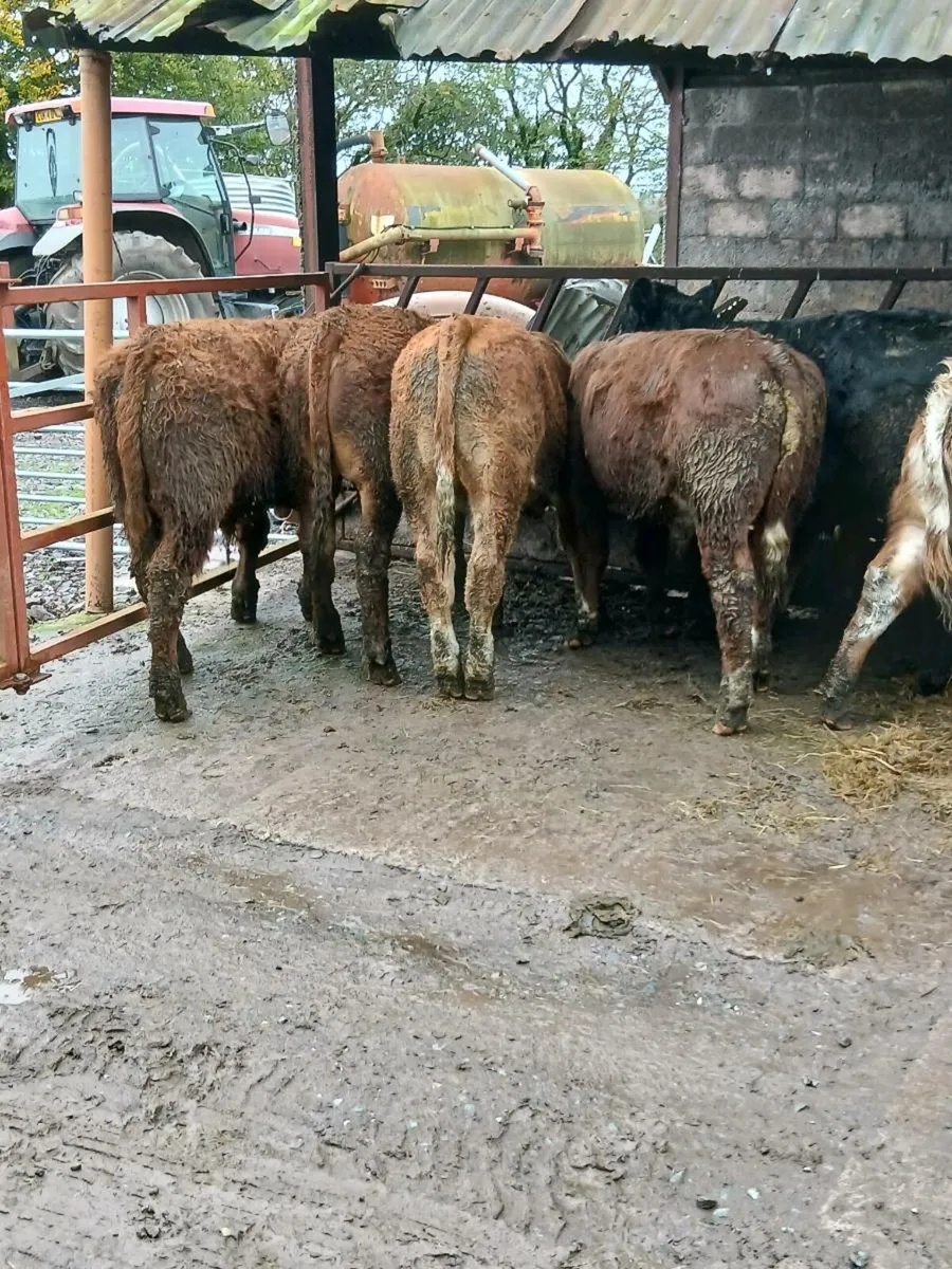 7 smashing bull weanings - Image 1