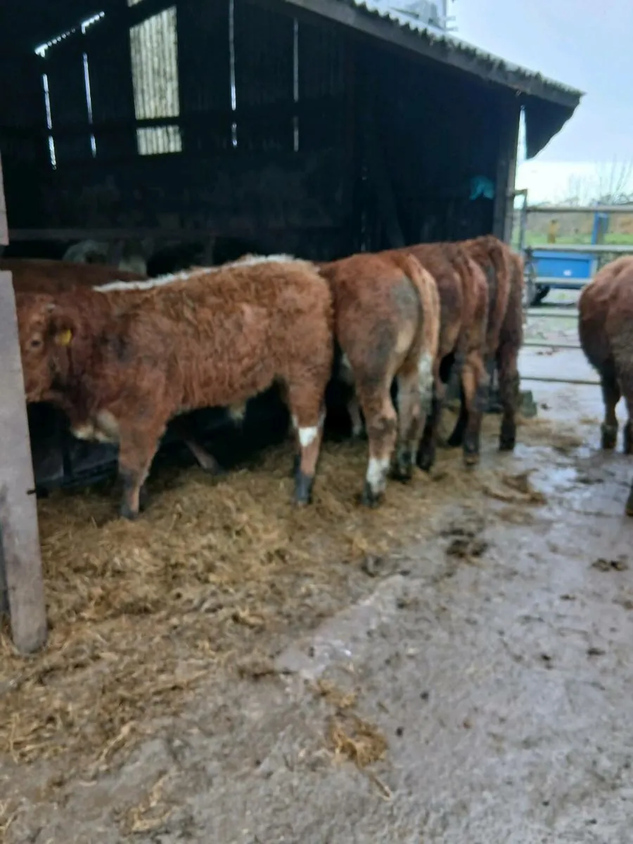 7 smashing bull weanings - Image 2