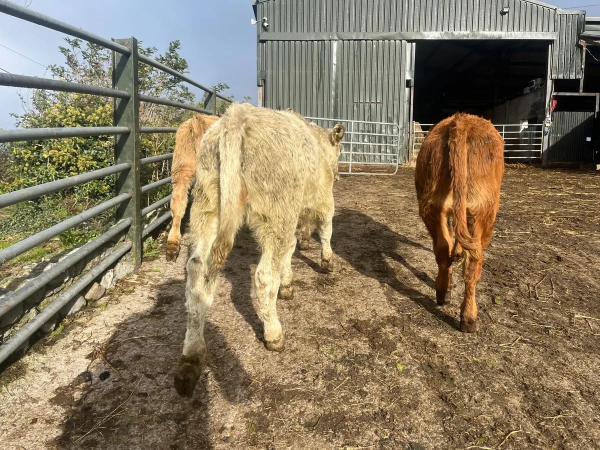 8 super charlaois  heifer weanlings - Image 1