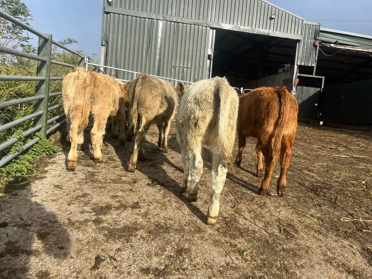 8 super charlaois  heifer weanlings - Image 2