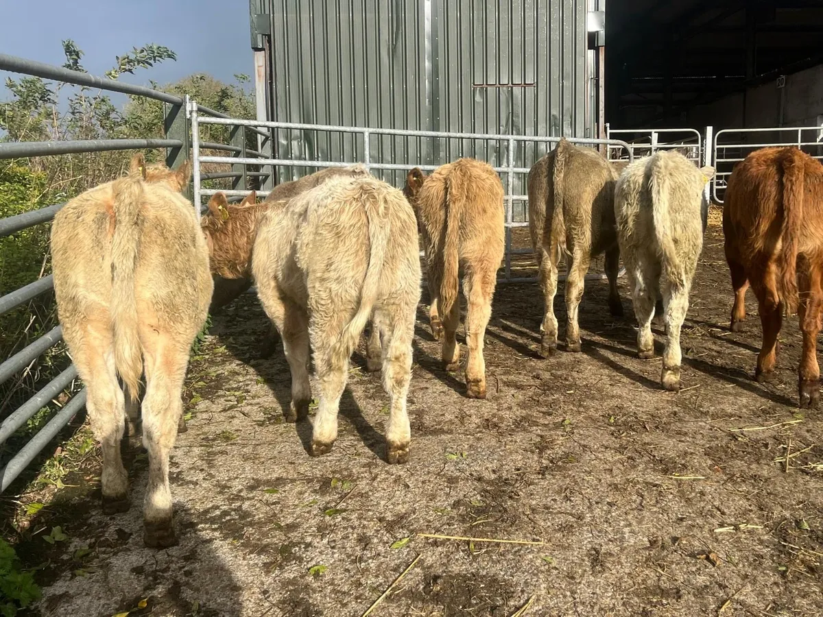 8 super charlaois  heifer weanlings - Image 3