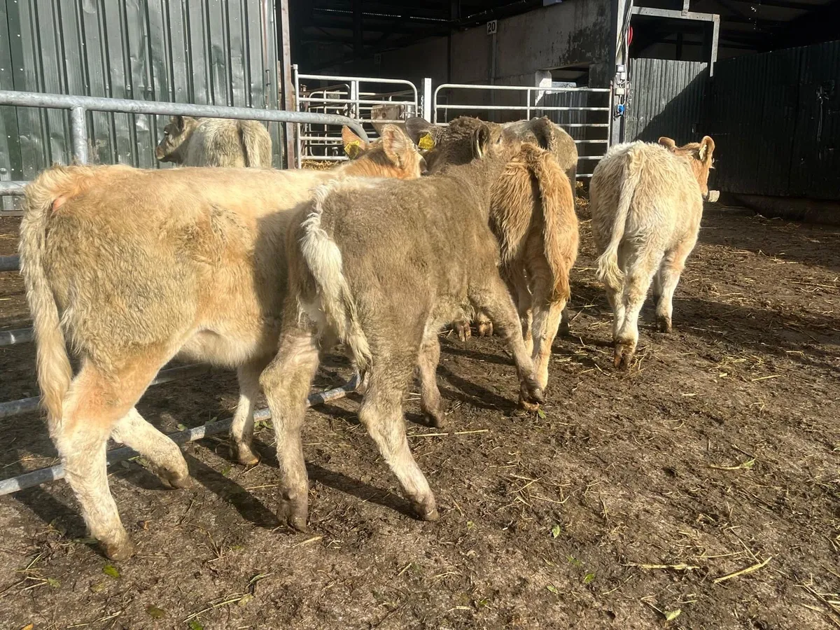 8 super charlaois  heifer weanlings - Image 4