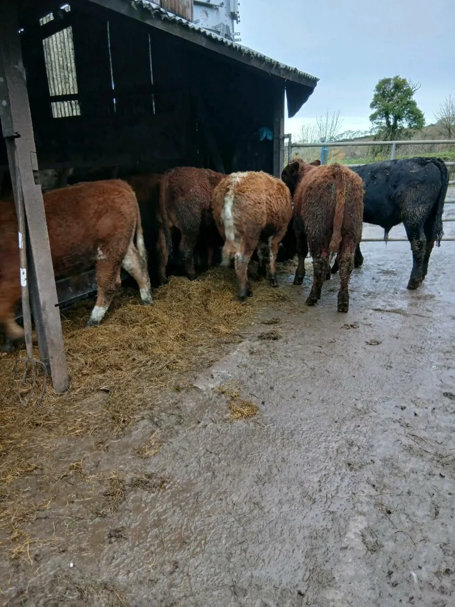 7 smashing bull weanings - Image 3