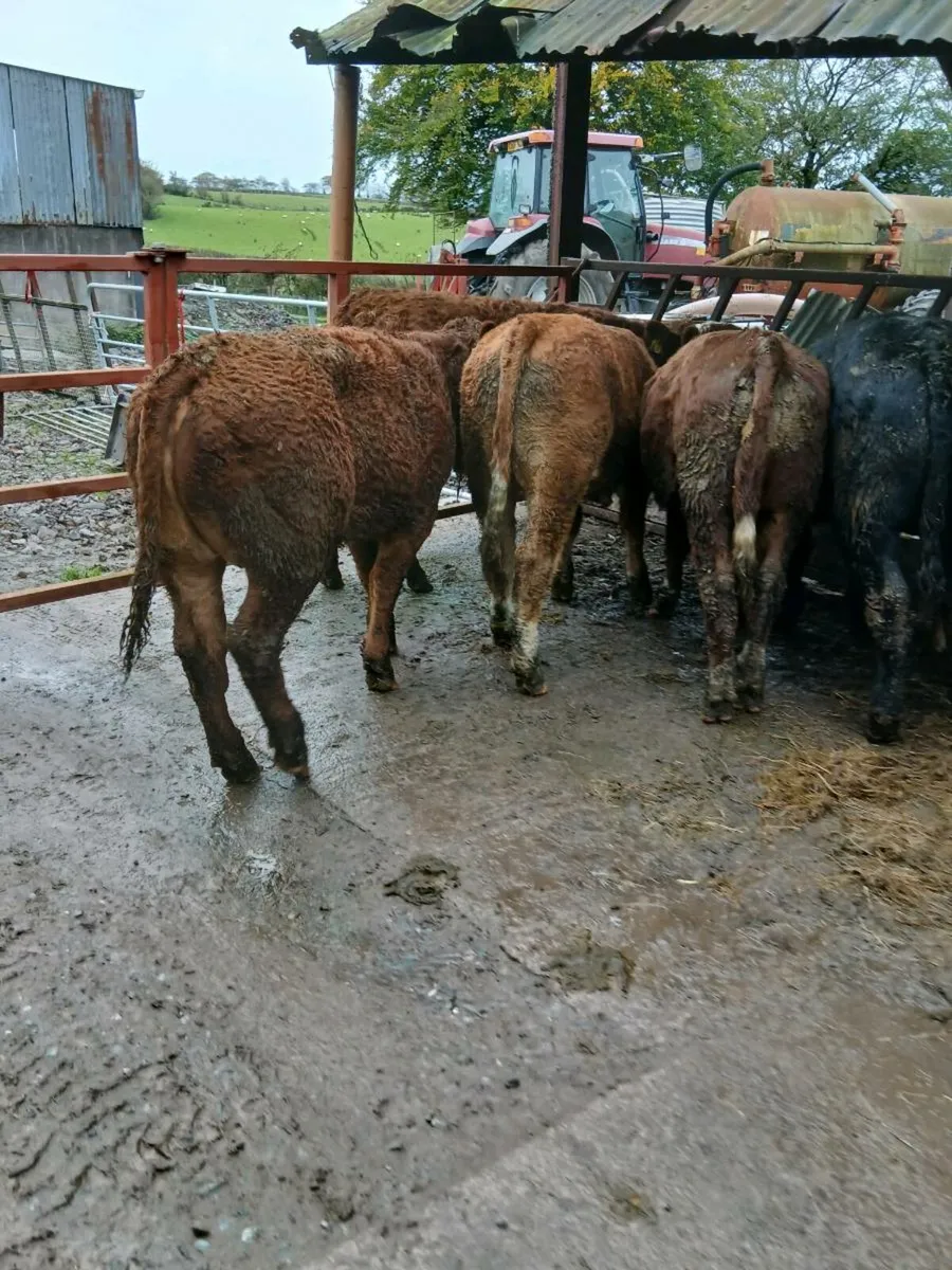 7 smashing bull weanings - Image 4