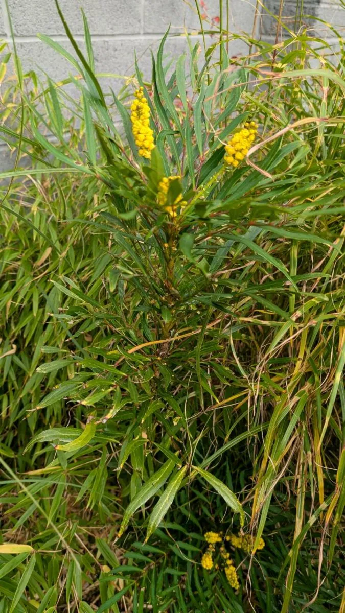 Mahonia Soft Caress - Image 2