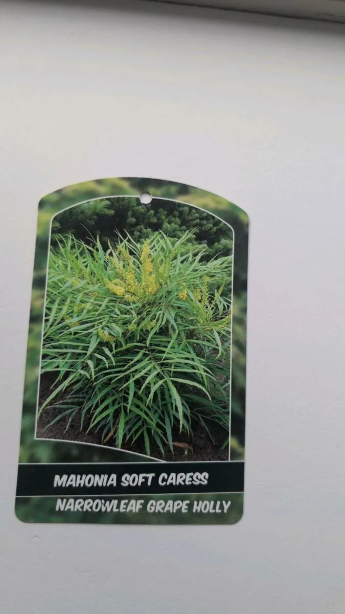 Mahonia Soft Caress - Image 3