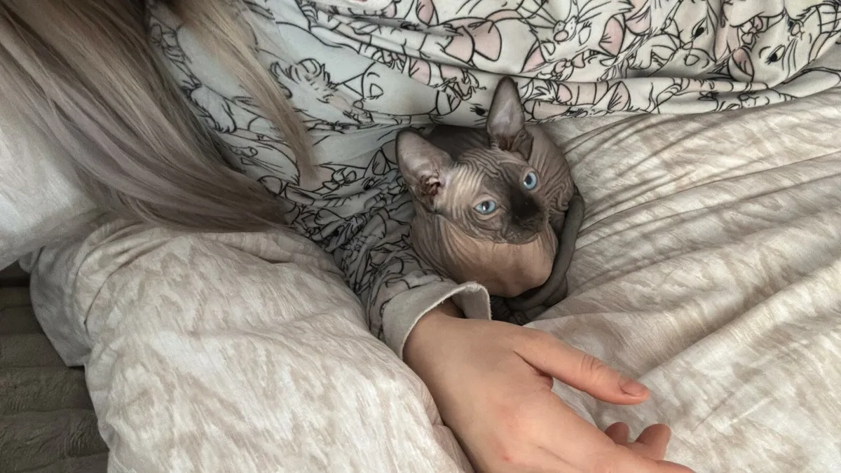 Kitten for sale - Image 3