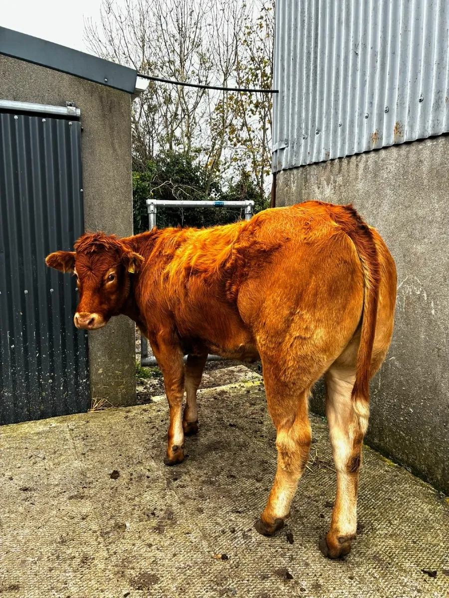 🔥Super Heifers for Balla Mart Saturday 25th Oct🔥 - Image 1