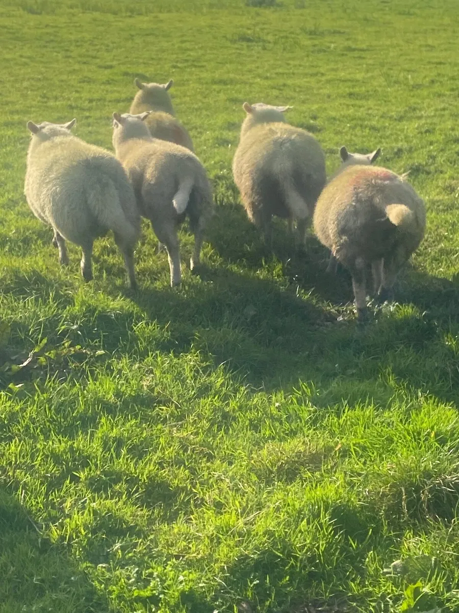 Sheep - Image 1