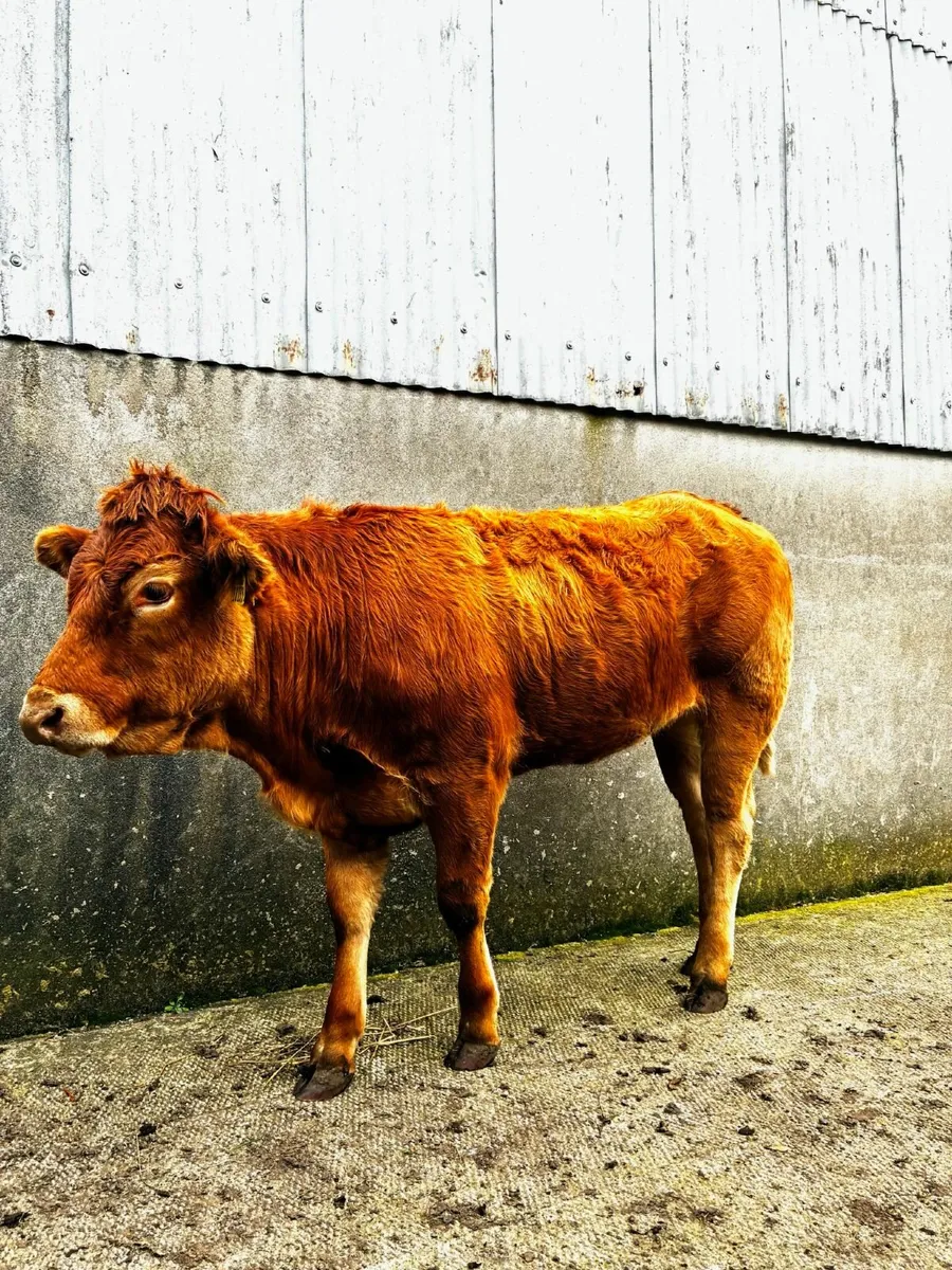 🔥Super Heifers for Balla Mart Saturday 25th Oct🔥 - Image 2
