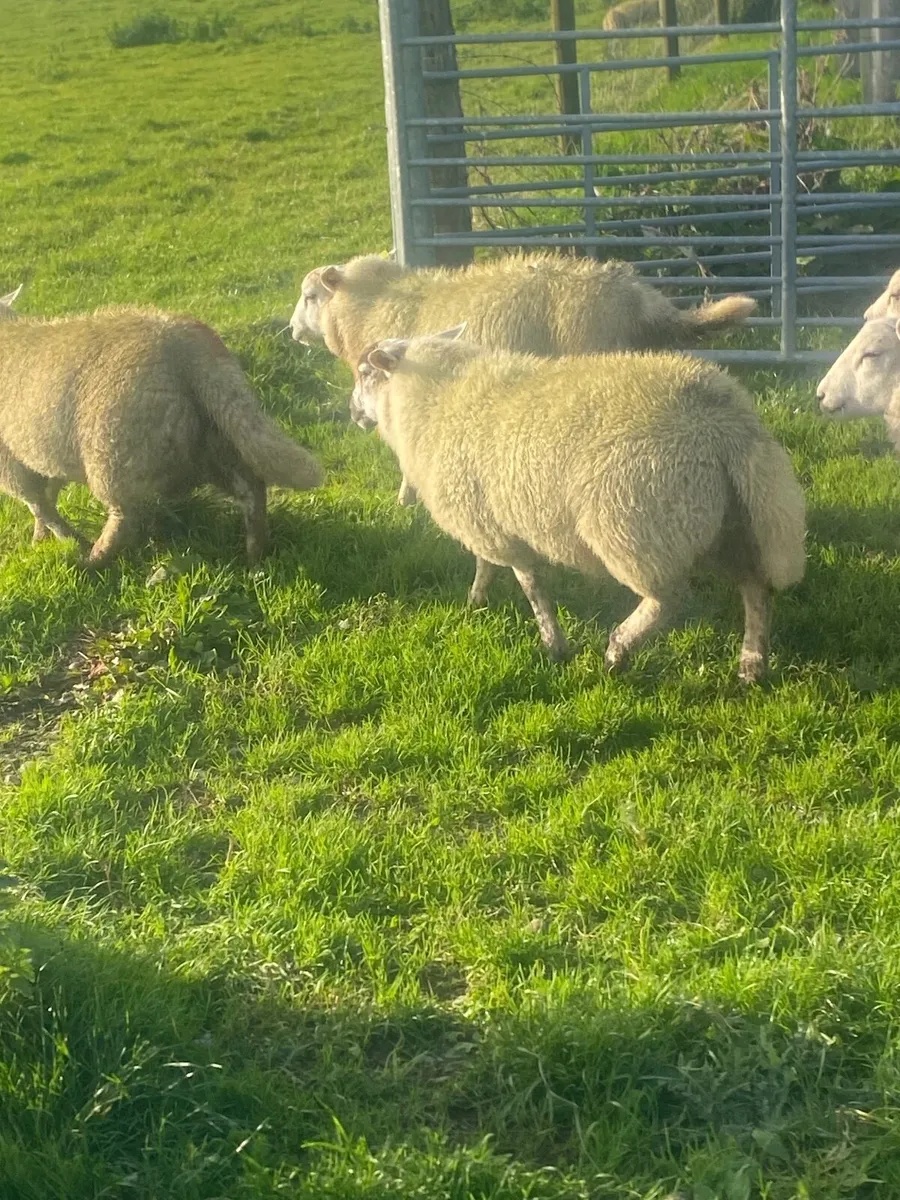 Sheep - Image 2
