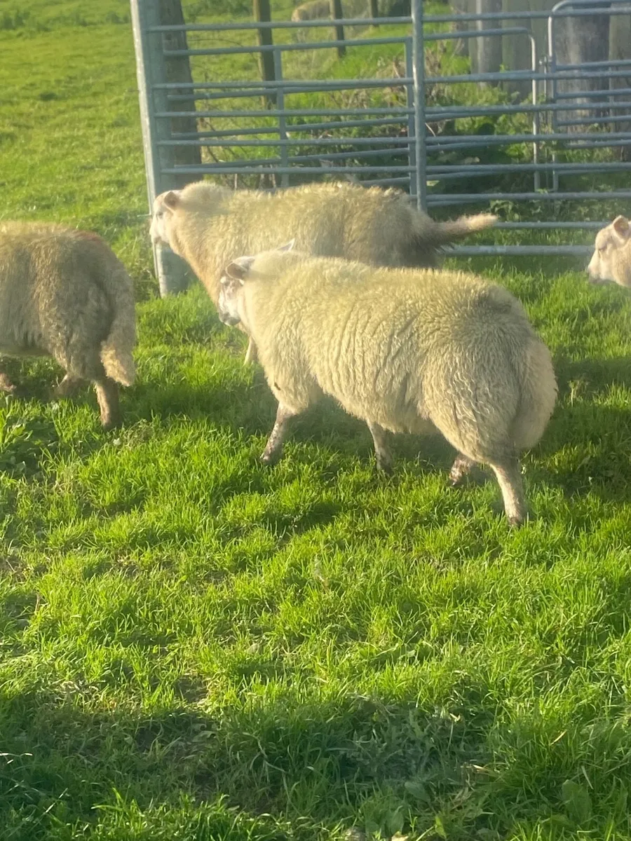 Sheep - Image 3