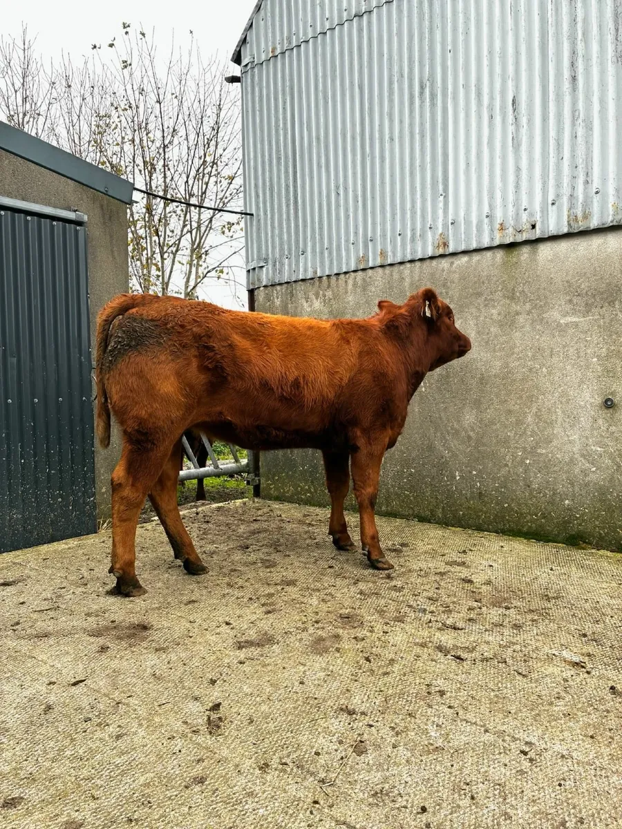 🔥Super Heifers for Balla Mart Saturday 25th Oct🔥 - Image 3