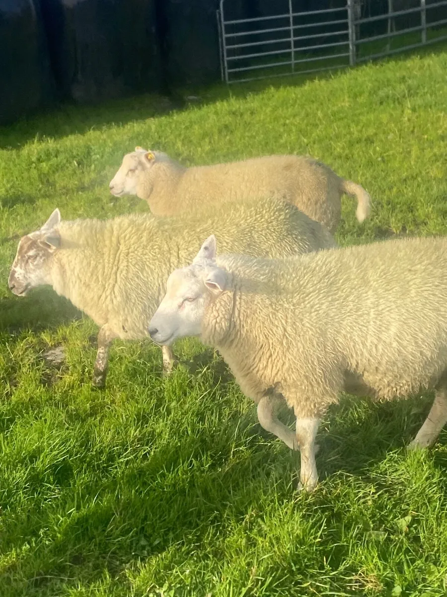Sheep - Image 4